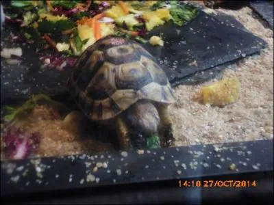 Cette petite tortue est la tortue :