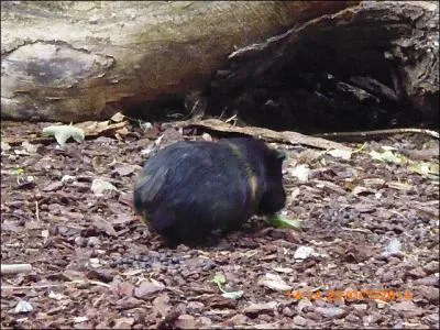 Ce petit mammifère qui nous montre ses fesses est un :