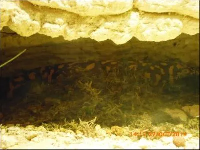 J'ai d'abord confondu ce reptile avec un serpent de la mangrove, puis je me suis rendu compte que c'était en fait un :