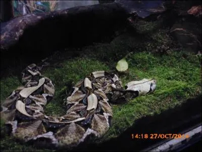 La vipère du Gabon se reconnaît à :