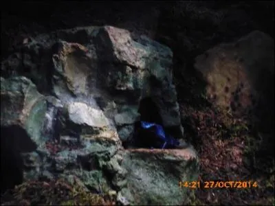 Cet amphibien est un ___________ bleu. 