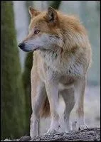 Quel loup est Shay ?