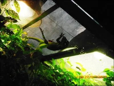 Le cri du gecko ressemble...