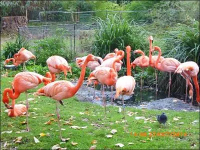Les flamants roses vivent en France, en...