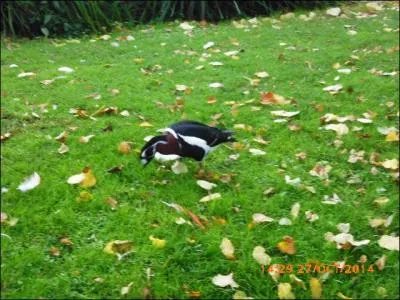 Voici une bernache à cou roux.