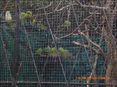 Voici des perruches (conures) vertes. Elles vivent en...
