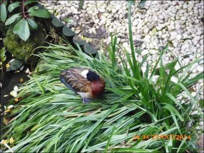 Voici un dendrocygne...