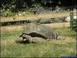 Kiki, la tortue géante du Jardin des Plantes, est-elle morte ?