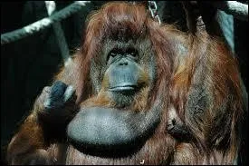 Nénette est un orang-outang femelle de...