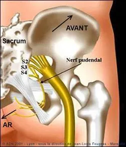 Faut.il avoir honte ? Quelle partie du corps est innervée par le nerf honteux ou pudendal ?