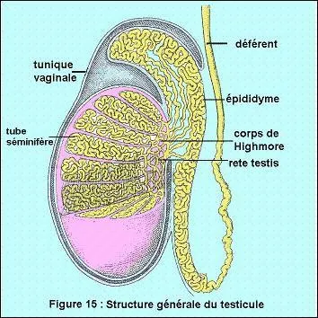 Quelle est la glande dans laquelle les spermatozoïdes achèvent leur maturation ? Agrandissez l'image.