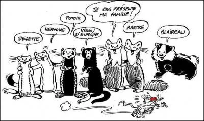 On m'appelle le ratel. Qui suis-je ?