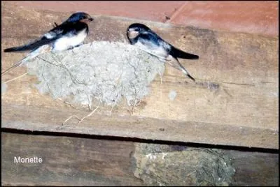 En qui la mouche voudrait-elle se transformer ?