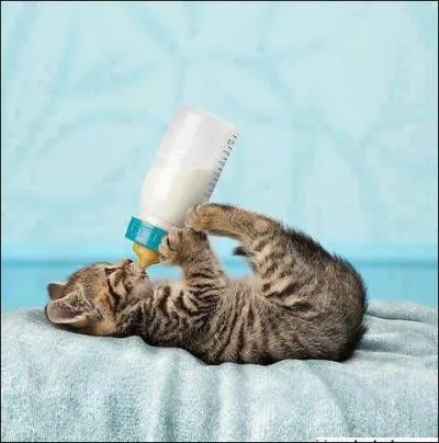 Voilà l'exception ! Quel est cet animal ?