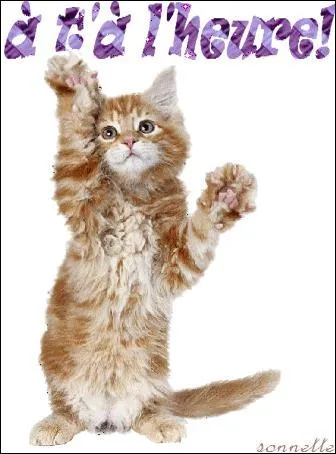 Comment est un chat ?