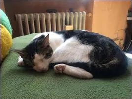 Après les dessins animés, elle décide d'aller regarder "FBI : portés disparus", sur...