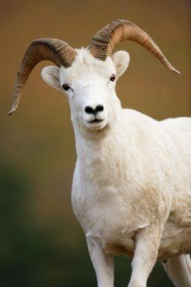 Quiz Animaux
