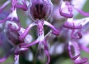 Quiz Orchides, belles orchides