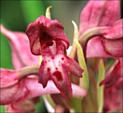 Celle-ci est odorante, et elle tire son nom d'un insecte à la très étrange odeur d'amande très amère.