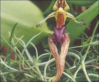 Regardez bien une partie de son anatomie, et dites à quel animal cette orchidée emprunte le nom qu'elle porte.