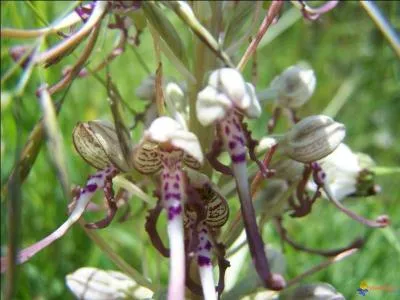C'est en raison de sa forte odeur que cette orchidée porte le nom d'un animal à cornes.