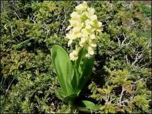 Sa couleur lui donne son nom, mais elle n'est pas livide, seulement délicate.