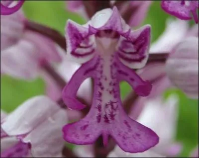 Imaginez cette orchidée, à l'allure martiale, très fière sous son casque de combattant.