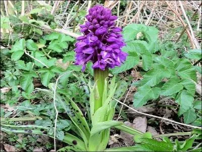 Quel nom de papillon porte cette orchidée au maintien très viril ?