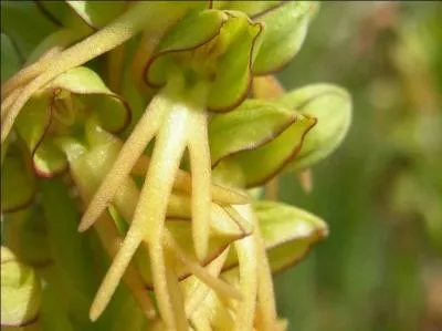 À quoi cette inflorescence d'orchidée vous fait-elle penser ?
