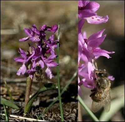 C'est le nom d'une commune française du Var qui lui donne son nom.