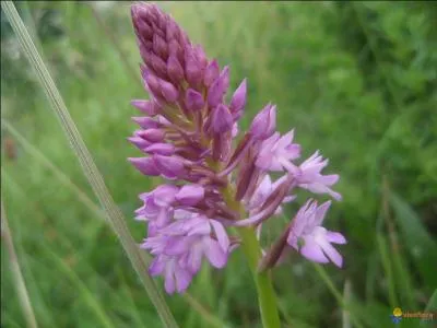 L'adjectif qualificatif se rapportant à une imposante construction lui donne son nom.