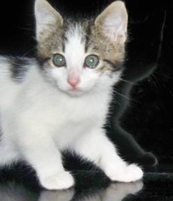 Quiz Animaux