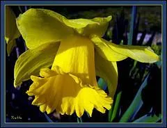 C'est aussi une fleur printanière :