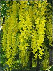 Que sont celles-ci qui mettront du soleil dans vos haies ?