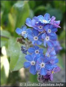 Et enfin reconnaissez-vous ces fleurs ?