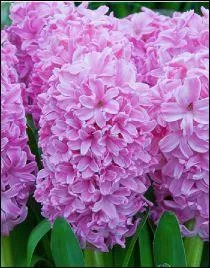 Que sont ces fleurs ?