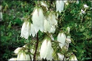 Annonciatrices du printemps, que sont ces petites clochettes blanches ?