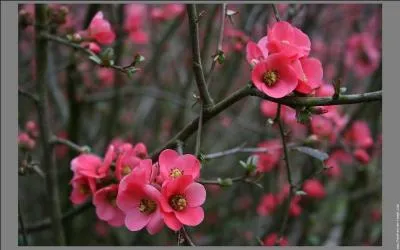 Que sont ces fleurs qui embelliront votre jardin ?