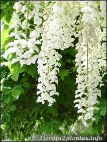 Quelle est cette grappe de fleurs ?