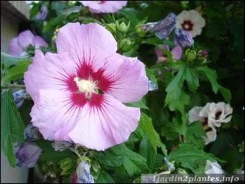 Comment se nomme cette fleur ?