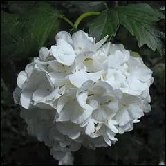 Ces fleurs resplendiront dans votre parc ?