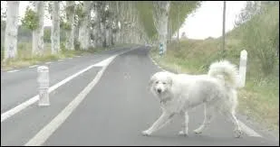 Action d'un esprit qui s'&eacute;gare, qui erre au gr&eacute; de sa r&ecirc;verie :