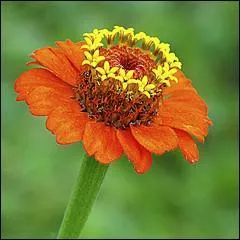 Quelle est cette fleur très décorative ?