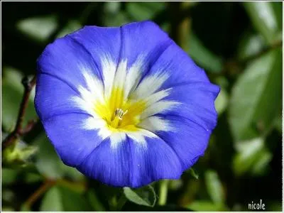 Quelle est cette magnifique fleur ?