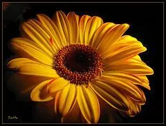 Vous connaissez sûrement cette fleur :