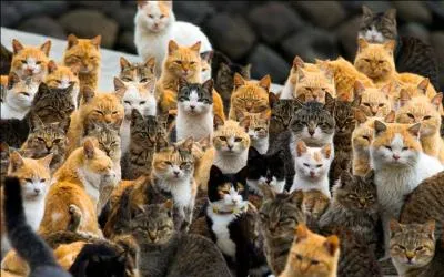 Que vous inspire la photo ?