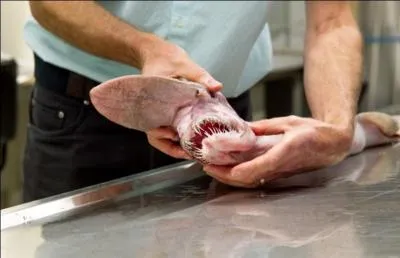 Faites la même chose avec celle-ci !