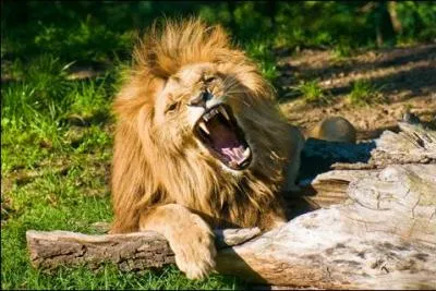 Vous êtes à l'entrée d'une bastide à une seule porte devant laquelle est attaché un lion, mort de faim. Comment allez-vous réussir à entrer sans danger ?