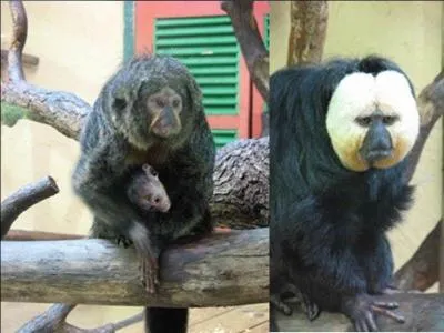 Le pithecia habite les forêts denses et humides du Brésil et du Vénézuela. La femelle est grise et seules deux bandes jaunes traversent son visage. Le mâle présente un visage complètement différent. Quel est le nom de ce petit singe au poil hirsute ?