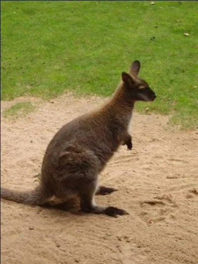 Quels animaux peut-on voir dans ce zoo ? Ce marsupial de Tasmanie est...